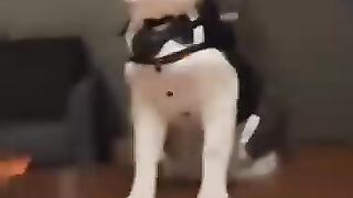 Kucing banyak gaya