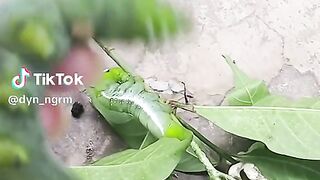 Ulat lucu seperti boneska