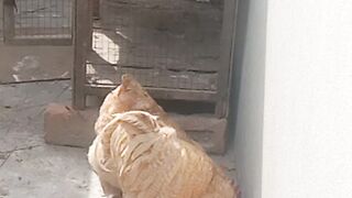Two hen
