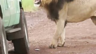 Lion attack car Ibraley Trips - Some time can Happen __Book your Safari from Zanzibar with us___ibraley_trips ___tanzania _safari _naturephotography