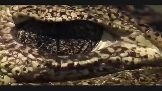 Animal in jungle