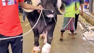 Heavy animal
