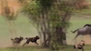 Lovely - Great footage animals chasing to hunt in the wild. _Animal _GROUP_ Daily