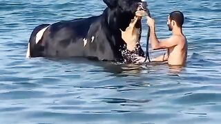Big cow