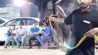 Big horn's animal competition