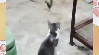 Rate fight
