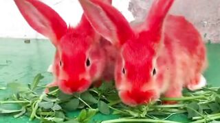 Red rabbit eating