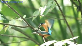 Lovely - Great footage animals chasing to hunt in the wild. _Animal _GROUP_ Daily