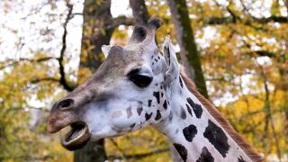 #nature animal giraffe