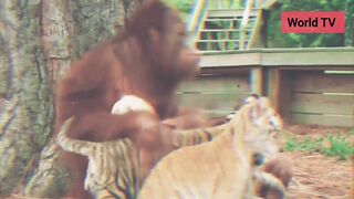 orangutan Bobysits tiger ????Funny video just Watch and Enjoy