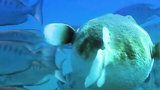 Fish An Way TO Survive IN Life | Latest Viral Videos