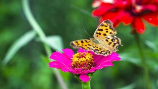 #the butterfly resting on the flowers