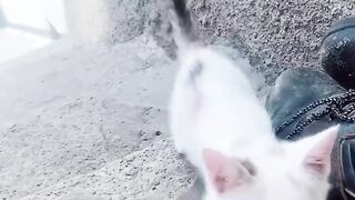 Look at the actions of this wonderful cat