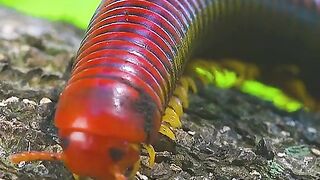 Animal An Way TO Survive IN Life | Latest Viral Videos