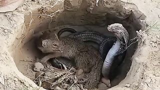 mongoose and snake fight