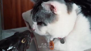 My cat has fallen in love with my fish, what should I do