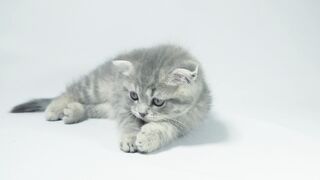 Playful grey kitten lying on a white background - adalinetv