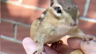 The cute chipmunk is eating peanuts ????