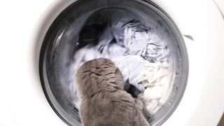 Cat watches a washing machine as it runs its cycle - adalinetv
