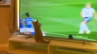 cat play football.