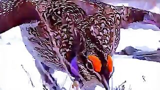 dancer zaouli vs ave zaouli, zaouli bird, sharp tail grouse
