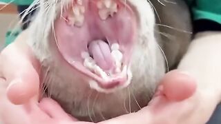 Have cute animals cured you