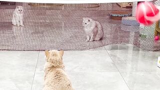 中国的猫咪还会打排球｜乔巴日记