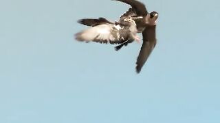 The eagle hunt duc