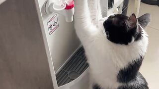 Independent Cat Takes a Drink from Water Dispenser! less #animal #cat
