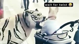 Darpok dog funny moments ????????????????