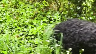 : "Wandering through Wilderness