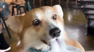 Cute dog drinking milk