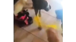 CAN I PET THAT DOG