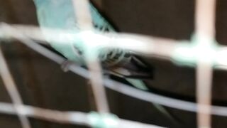 My Love ???? Birds