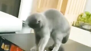 How to teach you cat a lesson