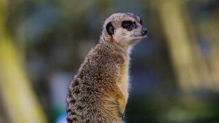 Meerkat