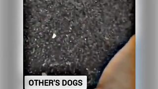 These puppie wil make you laugh & smile