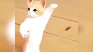 Cat dance