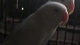 Albino Red Eye | Lovebird Business in Pakistan | Male Female in Albino Lovebirds