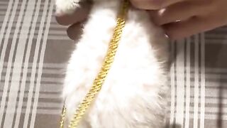 Cat funny videos dance. Funny videos