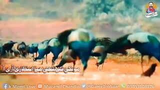 Jadhen thar me aahi barsat mitha