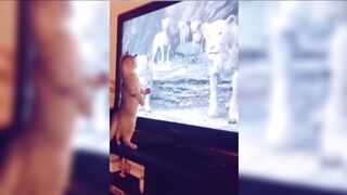 Funny cats and dogs videos Funny animal videos funniest Animals