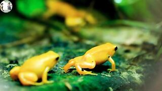 colored frog