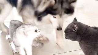 Funny cats fitting