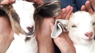 Baby goats cute