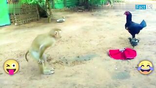 इन जानवरों से पंगा ना बाबा ना Animals  2022 (Part-3) . Funny