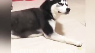 Funny Animals Top 50 Viral Videos Part 6, Funny Dogs Cats Pets And Animals Viral