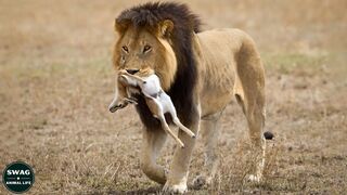 Dog Fighting #Dog #animal