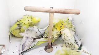 birds name in the World