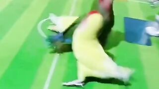 The bird play basketball